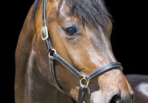 Double Hit von Diamond Hit aus der Lorena von Sandro Hit - Rubinstein I 