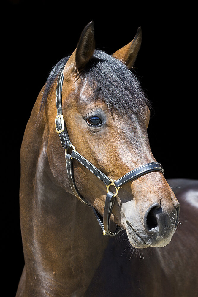 Double Hit von Diamond Hit aus der Lorena von Sandro Hit - Rubinstein I 