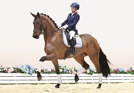 Depeche Mode von Double Hit aus der Verb.Pr.St. Donna Statina von Statesman - Argentinus | Züchter: Dirk Schnieder, Molbergen