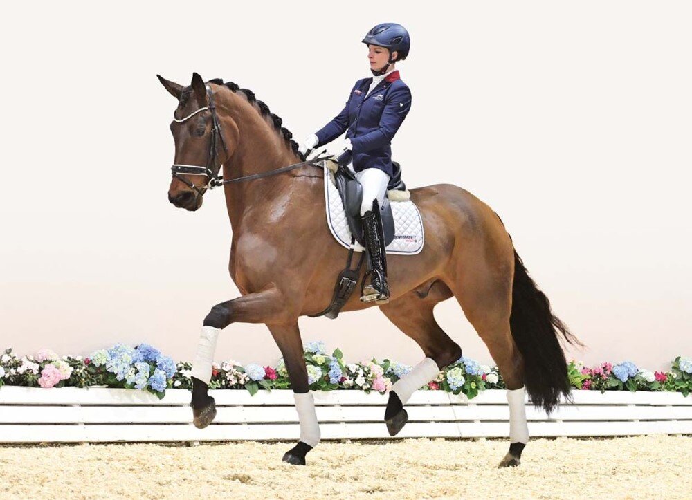 Depeche Mode von Double Hit aus der Verb.Pr.St. Donna Statina von Statesman - Argentinus | Züchter: Dirk Schnieder, Molbergen