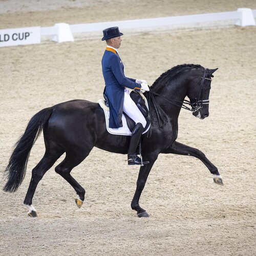 Glock's Dream Boy by Vivaldi out of Resia by Ferro - Balzflug | Breeder: T.J.M. Coomans, Netherlands