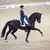 Glock's Dream Boy by Vivaldi out of Resia by Ferro - Balzflug | Breeder: T.J.M. Coomans, Netherlands