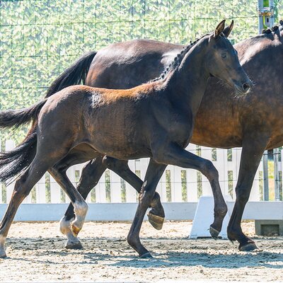 Darling by Dream Boy out of Synphonie by De Niro - Sandro Hit | Breeder: Alfons Kramer, Damme