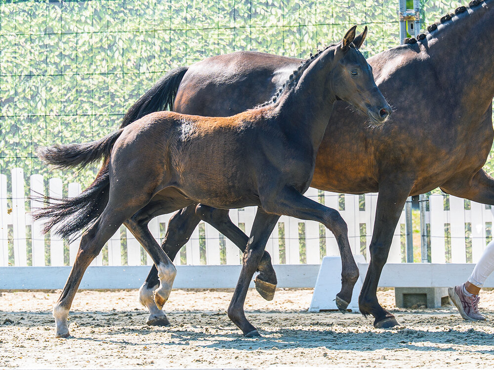 Darling by Dream Boy out of Synphonie by De Niro - Sandro Hit | Breeder: Alfons Kramer, Damme