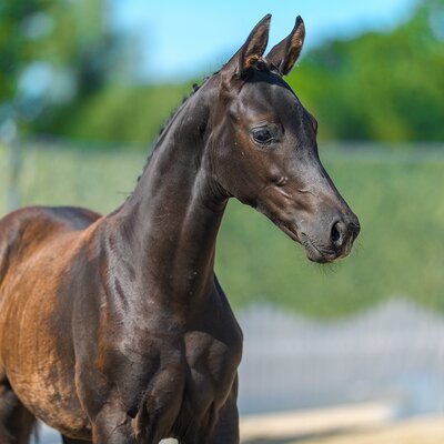 Darling by Dream Boy out of Synphonie by De Niro - Sandro Hit | Breeder: Alfons Kramer, Damme