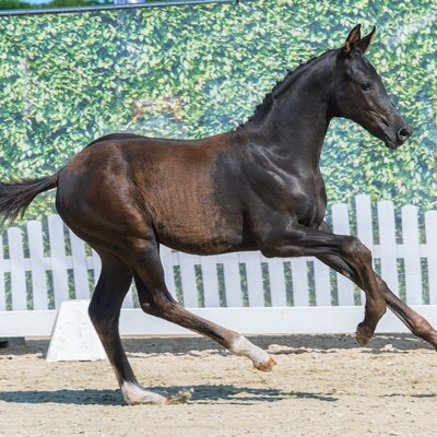 Darling by Dream Boy out of Synphonie by De Niro - Sandro Hit | Breeder: Alfons Kramer, Damme