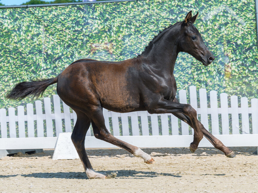 Darling by Dream Boy out of Synphonie by De Niro - Sandro Hit | Breeder: Alfons Kramer, Damme