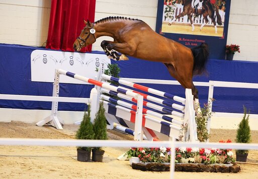 Easy Jet von Emerald van't Ruytershof aus der Celestine von Cornet Obolensky - Pilot | Züchter: Zuchtgemeinschaft Blüggel, Hamm