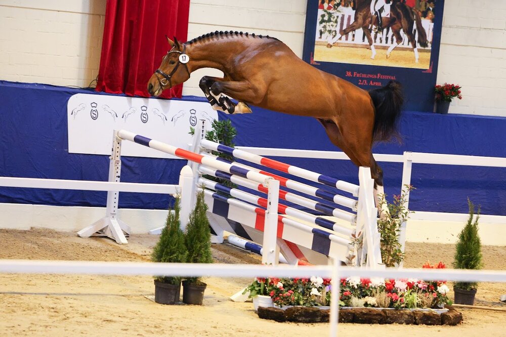 Easy Jet von Emerald van't Ruytershof aus der Celestine von Cornet Obolensky - Pilot | Züchter: Zuchtgemeinschaft Blüggel, Hamm