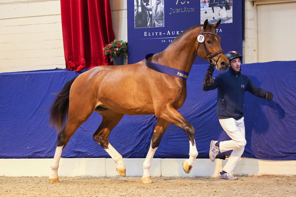Easy Jet von Emerald van't Ruytershof aus der Celestine von Cornet Obolensky - Pilot | Züchter: Zuchtgemeinschaft Blüggel, Hamm