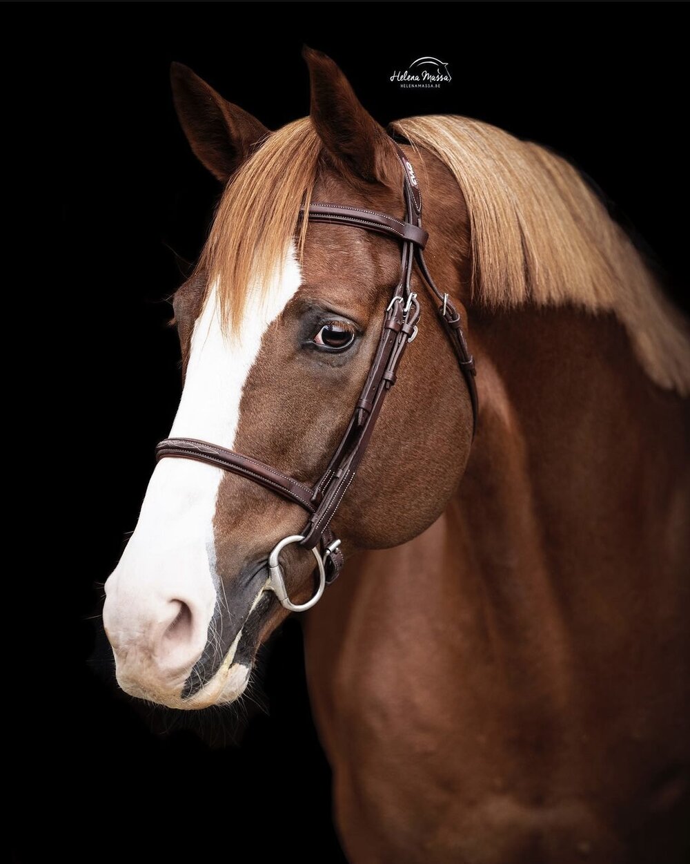 Ermitage Kalone v. Catoki a.d. Bellaventure Kalone v. Kannan | Züchter: Magali Dessalles, Frankreich