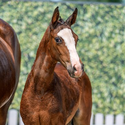 CG Exclusive by Ermitage Kalone out of Aganixe by Aganix du Seigneur Z - Caretano | Breeder: Croc Group GmbH, Delbrück