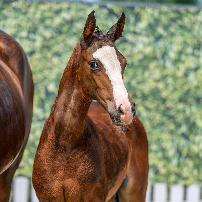 CG Exclusive by Ermitage Kalone out of Aganixe by Aganix du Seigneur Z - Caretano | Breeder: Croc Group GmbH, Delbrück