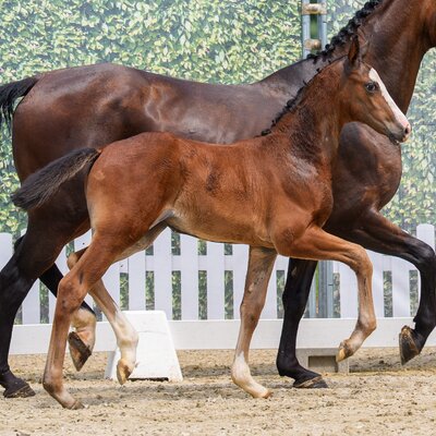 CG Exclusive by Ermitage Kalone out of Aganixe by Aganix du Seigneur Z - Caretano | Breeder: Croc Group GmbH, Delbrück