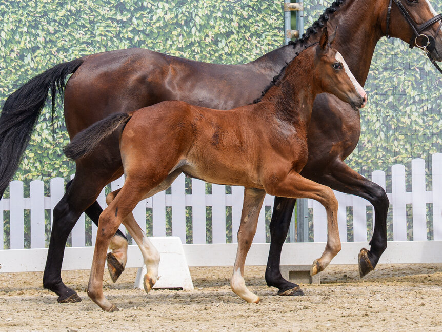 CG Exclusive by Ermitage Kalone out of Aganixe by Aganix du Seigneur Z - Caretano | Breeder: Croc Group GmbH, Delbrück