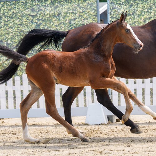 CG Exclusive by Ermitage Kalone out of Aganixe by Aganix du Seigneur Z - Caretano | Breeder: Croc Group GmbH, Delbrück