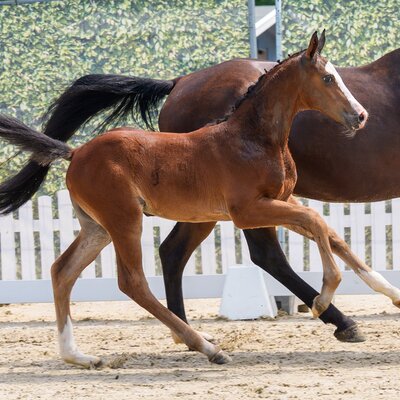 CG Exclusive by Ermitage Kalone out of Aganixe by Aganix du Seigneur Z - Caretano | Breeder: Croc Group GmbH, Delbrück