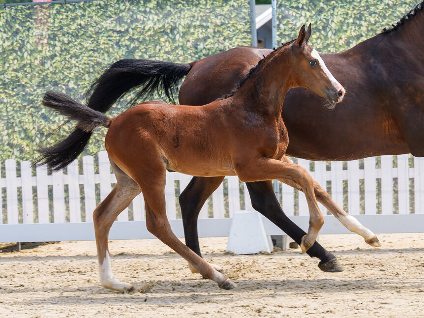 CG Exclusive by Ermitage Kalone out of Aganixe by Aganix du Seigneur Z - Caretano | Breeder: Croc Group GmbH, Delbrück