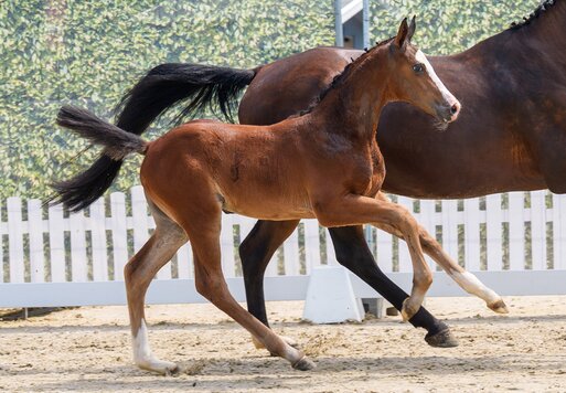 CG Exclusive by Ermitage Kalone out of Aganixe by Aganix du Seigneur Z - Caretano | Breeder: Croc Group GmbH, Delbrück