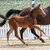 CG Exclusive by Ermitage Kalone out of Aganixe by Aganix du Seigneur Z - Caretano | Breeder: Croc Group GmbH, Delbrück