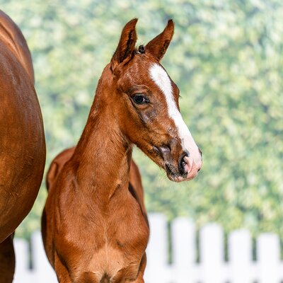 Colt by Ermitage Kalone out of Casablanca by Comme il faut - Cornet Obolensky | Breeder: ZG Blüggel, Hamm
