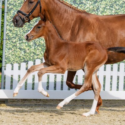 Colt by Ermitage Kalone out of Casablanca by Comme il faut - Cornet Obolensky | Breeder: ZG Blüggel, Hamm