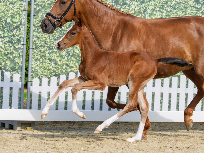 Colt by Ermitage Kalone out of Casablanca by Comme il faut - Cornet Obolensky | Breeder: ZG Blüggel, Hamm