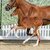 Colt by Ermitage Kalone out of Casablanca by Comme il faut - Cornet Obolensky | Breeder: ZG Blüggel, Hamm