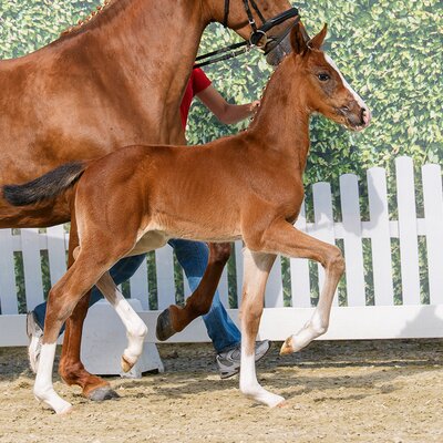 Colt by Ermitage Kalone out of Casablanca by Comme il faut - Cornet Obolensky | Breeder: ZG Blüggel, Hamm