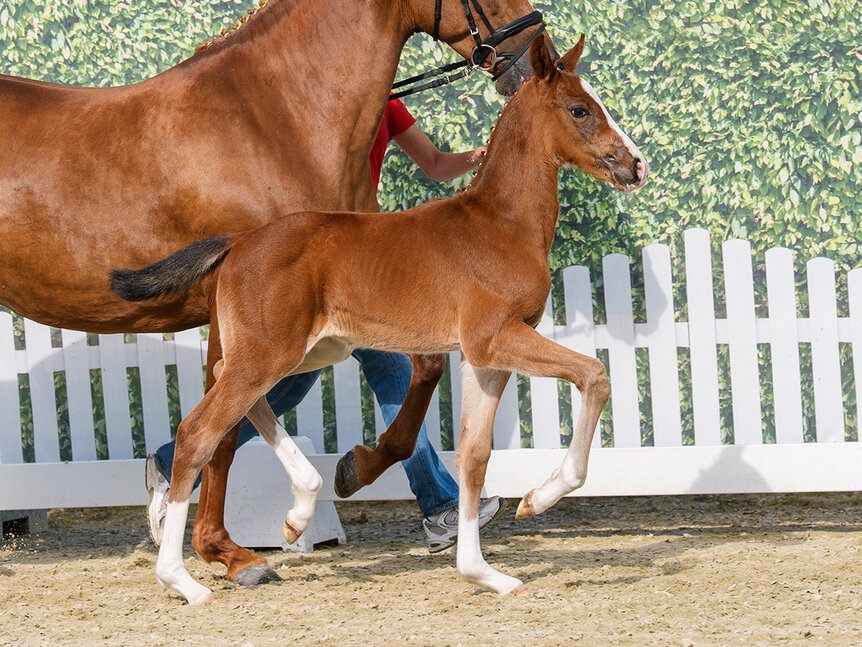 Colt by Ermitage Kalone out of Casablanca by Comme il faut - Cornet Obolensky | Breeder: ZG Blüggel, Hamm