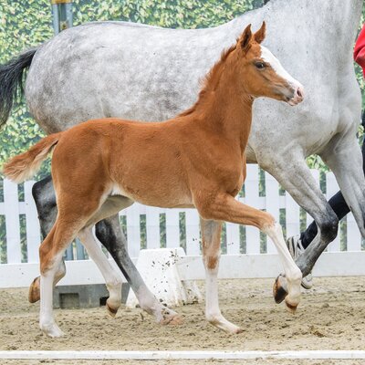 Ermitage Enya by Ermitage Kalone out of Emmy by Emerald van't Ruytershof - Ramirado| Breeder: Sarah Erkelenz, Habichtswald