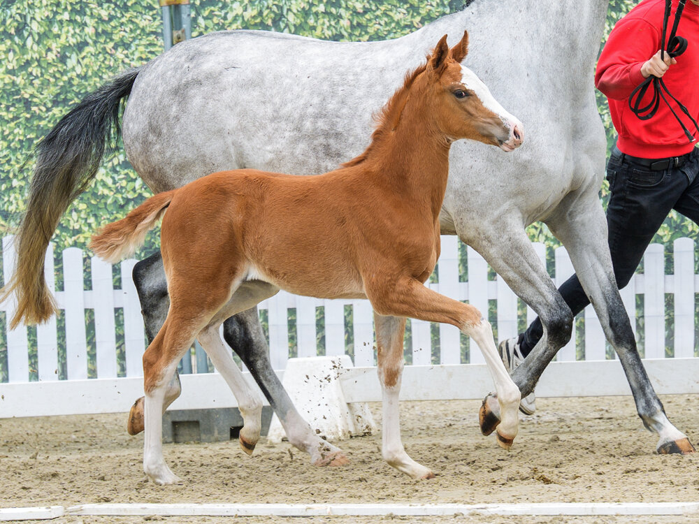 Ermitage Enya by Ermitage Kalone out of Emmy by Emerald van't Ruytershof - Ramirado| Breeder: Sarah Erkelenz, Habichtswald