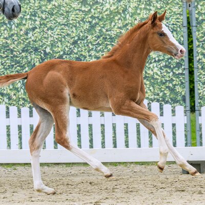 Ermitage Enya by Ermitage Kalone out of Emmy by Emerald van't Ruytershof - Ramirado| Breeder: Sarah Erkelenz, Habichtswald