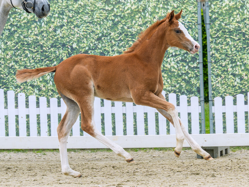 Ermitage Enya by Ermitage Kalone out of Emmy by Emerald van't Ruytershof - Ramirado| Breeder: Sarah Erkelenz, Habichtswald
