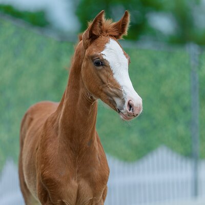 Ermitage Enya by Ermitage Kalone out of Emmy by Emerald van't Ruytershof - Ramirado| Breeder: Sarah Erkelenz, Habichtswald