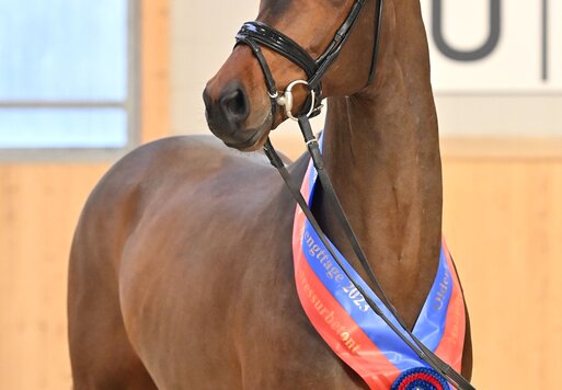 Federer von Farrell aus der Lillyfee von Livaldon x Canstakko | Züchterin: Wienke Winkelmann, Wurster Nordseeküste 