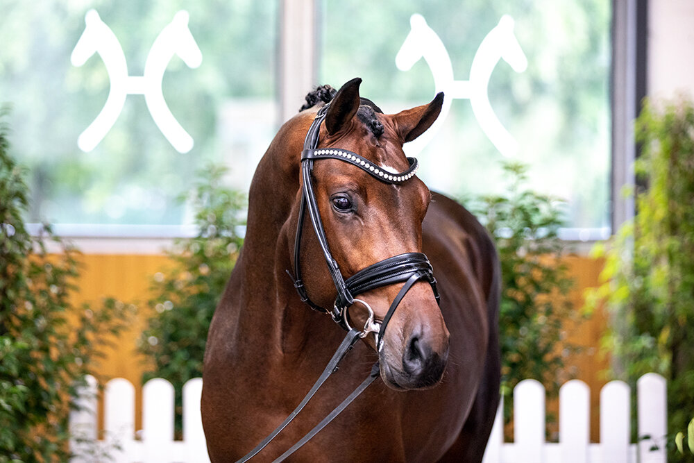 Federer by Farrell out of Lillyfee by Livaldon x Canstakko | Breeder: Wienke Winkelmann, Wurster Nordseeküste 