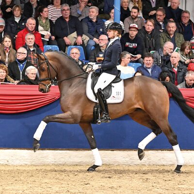 Federer by Farrell out of Lillyfee by Livaldon x Canstakko | Breeder: Wienke Winkelmann, Wurster Nordseeküste 