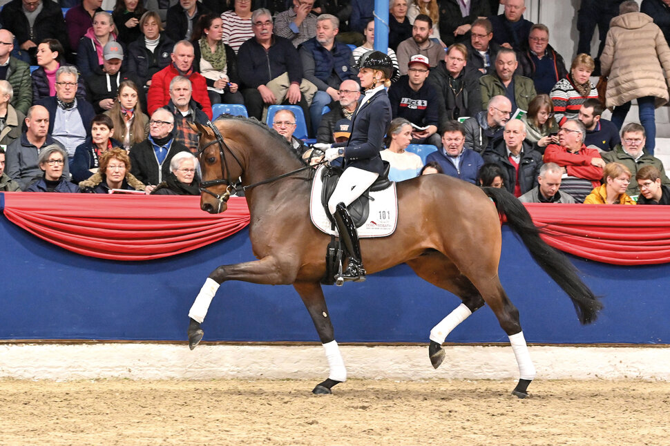 Federer by Farrell out of Lillyfee by Livaldon x Canstakko | Breeder: Wienke Winkelmann, Wurster Nordseeküste 