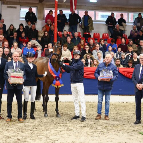 Federer by Farrell out of Lillyfee by Livaldon x Canstakko | Breeder: Wienke Winkelmann, Wurster Nordseeküste 