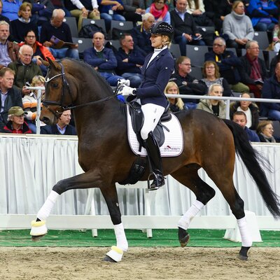 Federer by Farrell out of Lillyfee by Livaldon x Canstakko | Breeder: Wienke Winkelmann, Wurster Nordseeküste 