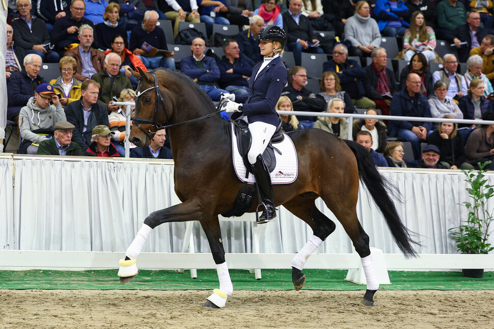 Federer by Farrell out of Lillyfee by Livaldon x Canstakko | Breeder: Wienke Winkelmann, Wurster Nordseeküste 