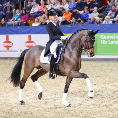 Federer by Farrell out of Lillyfee by Livaldon x Canstakko | Breeder: Wienke Winkelmann, Wurster Nordseeküste  | © LL-Foto