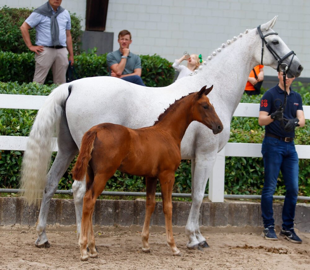 Elite Stutfohlen mit Auktionszulassung von Federer aus der Delizia von Daddy Cool - Lortino | Züchter: ZG Malett-Flues