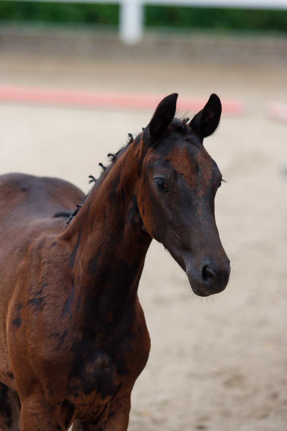 Elite Stutfohlen von Federer aus der Maingold von Millennium - Diamond Hit | Züchterin: Ellen Johanna Slegers