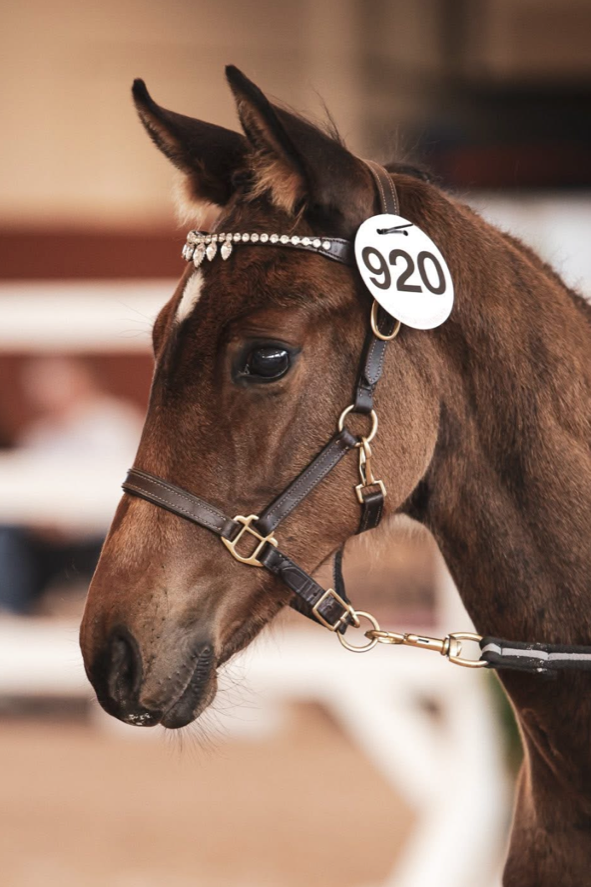 Steen's Feather Girl von Federer aus der Mett'Mari von Vincent Maranello - Michellino | Züchterin: Janne Steen, Norwegen