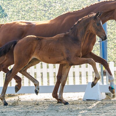 Fantastica by Federer out of Selly bySir Heinrich - Londonderry | Breeder: Ludger Bruland, Ahlen