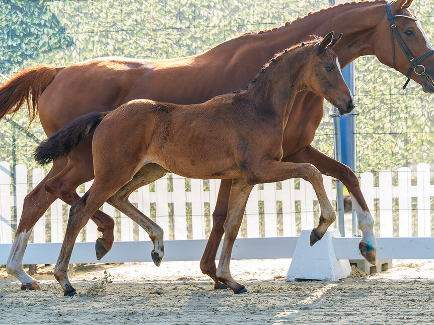 Fantastica by Federer out of Selly bySir Heinrich - Londonderry | Breeder: Ludger Bruland, Ahlen