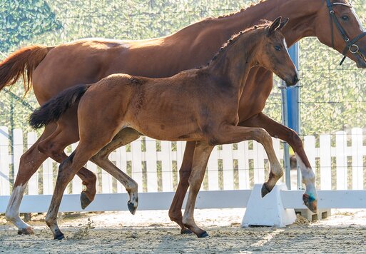 Fantastica by Federer out of Selly bySir Heinrich - Londonderry | Breeder: Ludger Bruland, Ahlen