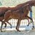 Fantastica by Federer out of Selly bySir Heinrich - Londonderry | Breeder: Ludger Bruland, Ahlen
